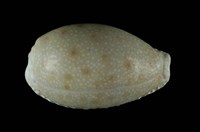 藏品(腰斑寶螺)的圖片